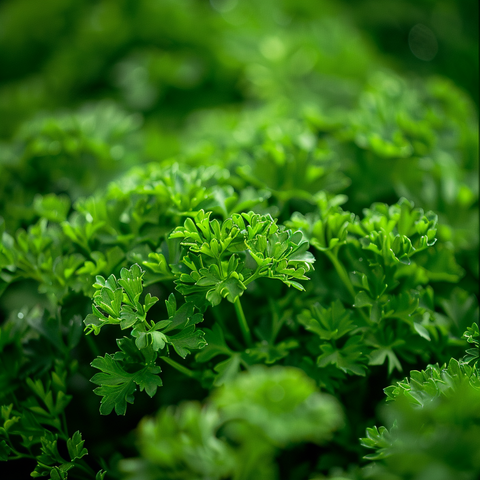 Parsley Allergy: Signs, Symptoms and Options