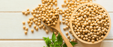 Soy (or Soya) Allergy - Symptoms & Tests